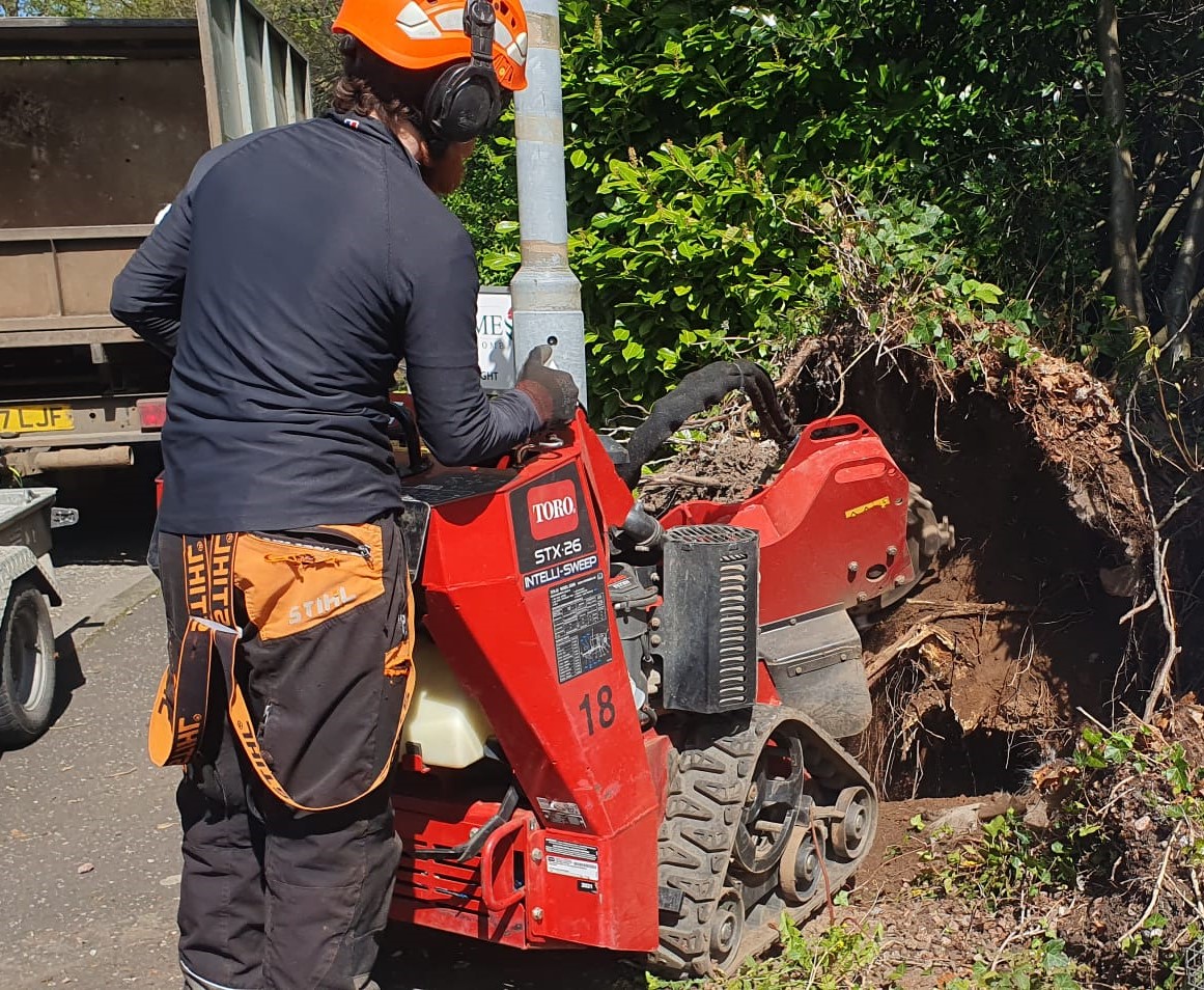 Professional tree surgeon working safely in Northern Ireland