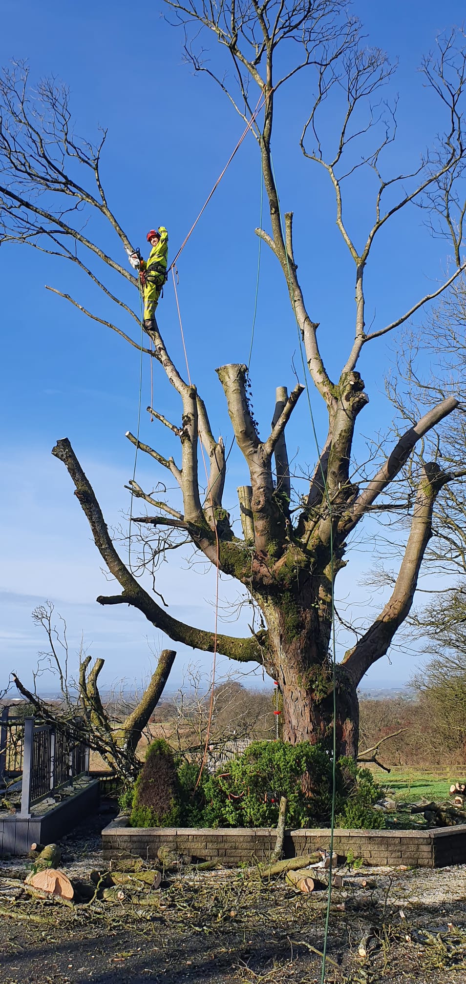 Certified arborist team in Northern Ireland