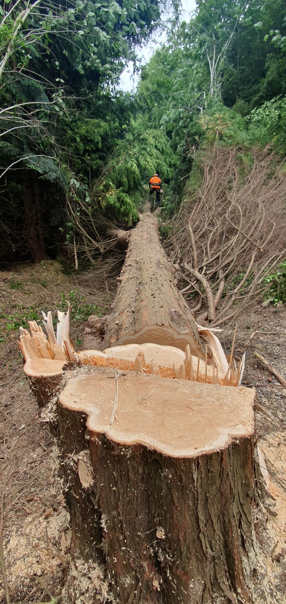 Professional tree removal service in Northern Ireland