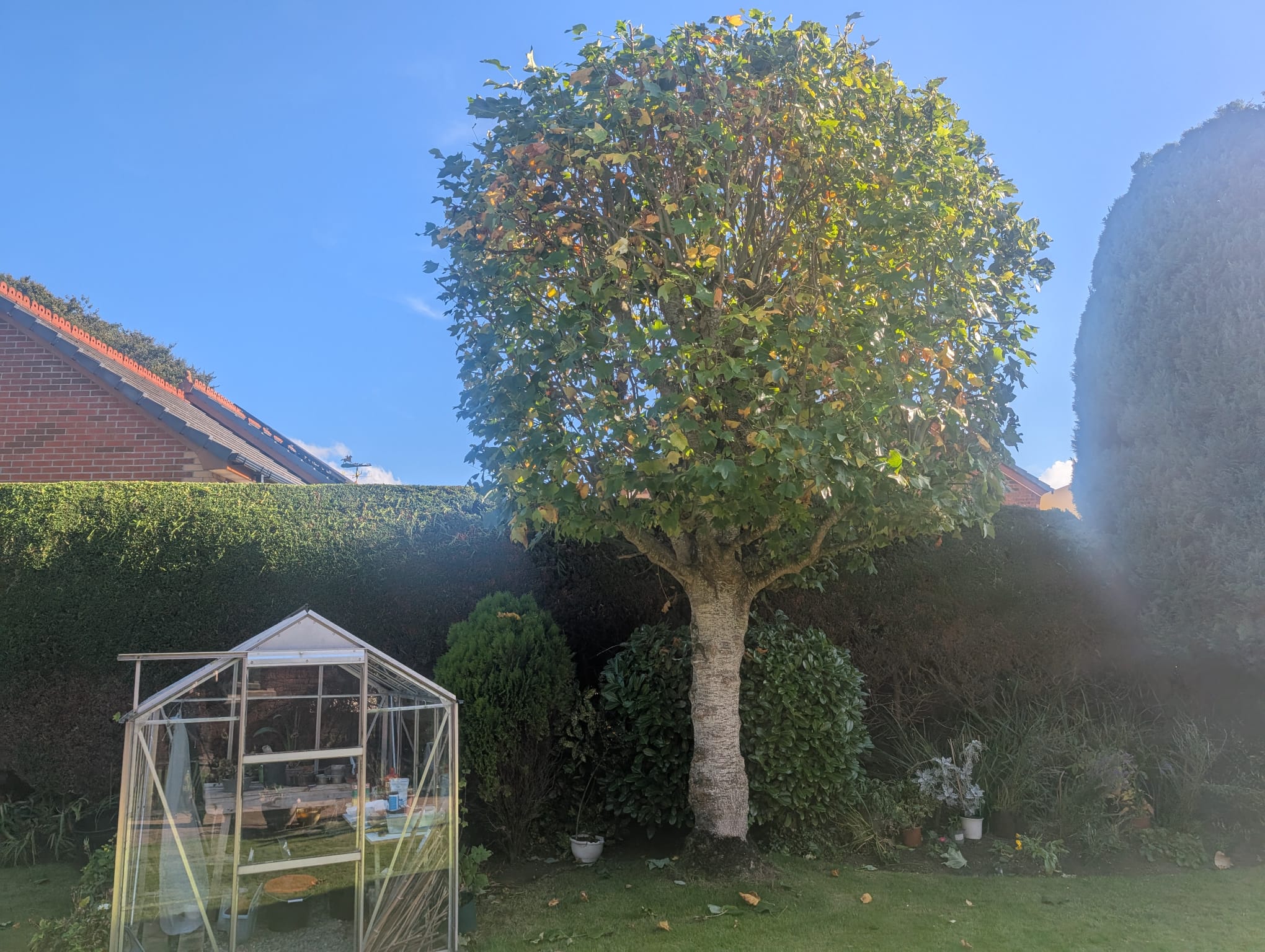 Expert tree pruning and trimming service