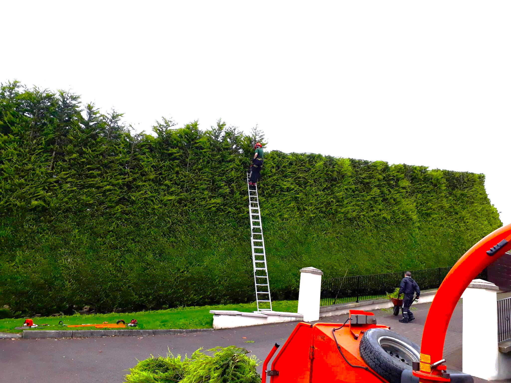 Professional hedge trimming and maintenance