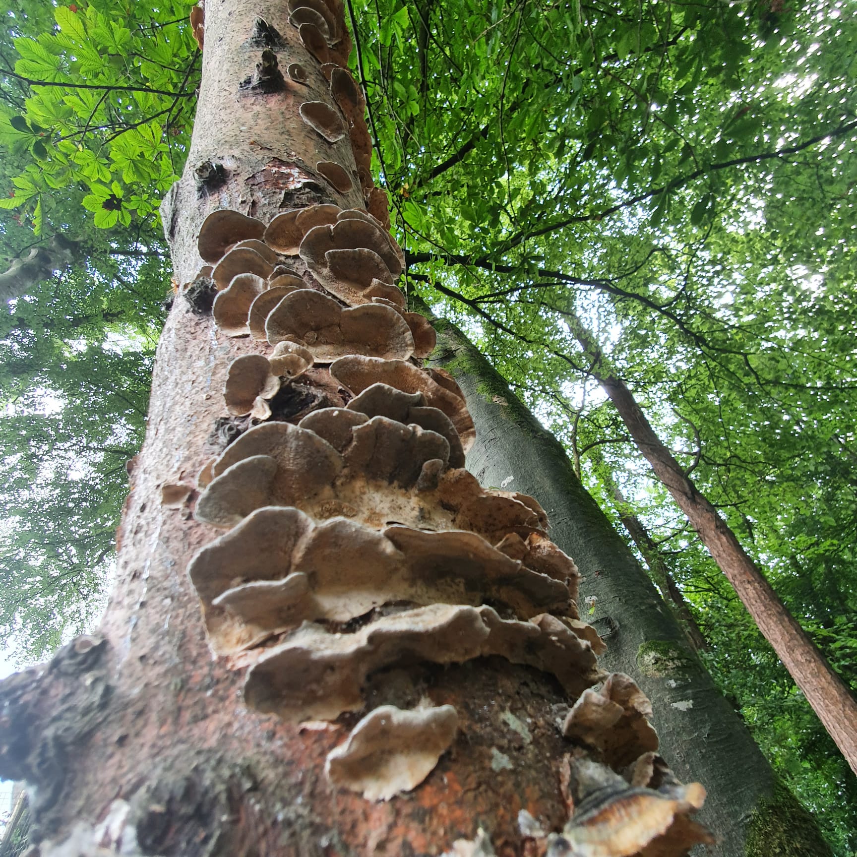 Professional tree health surveys and assessments