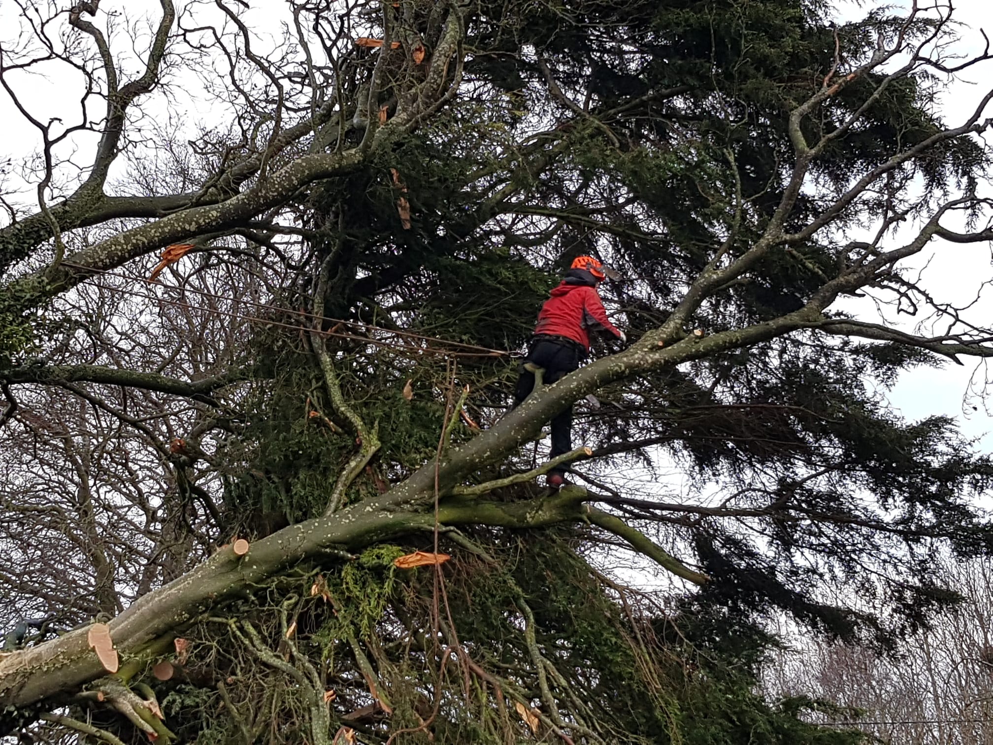 24/7 emergency tree services and storm damage response