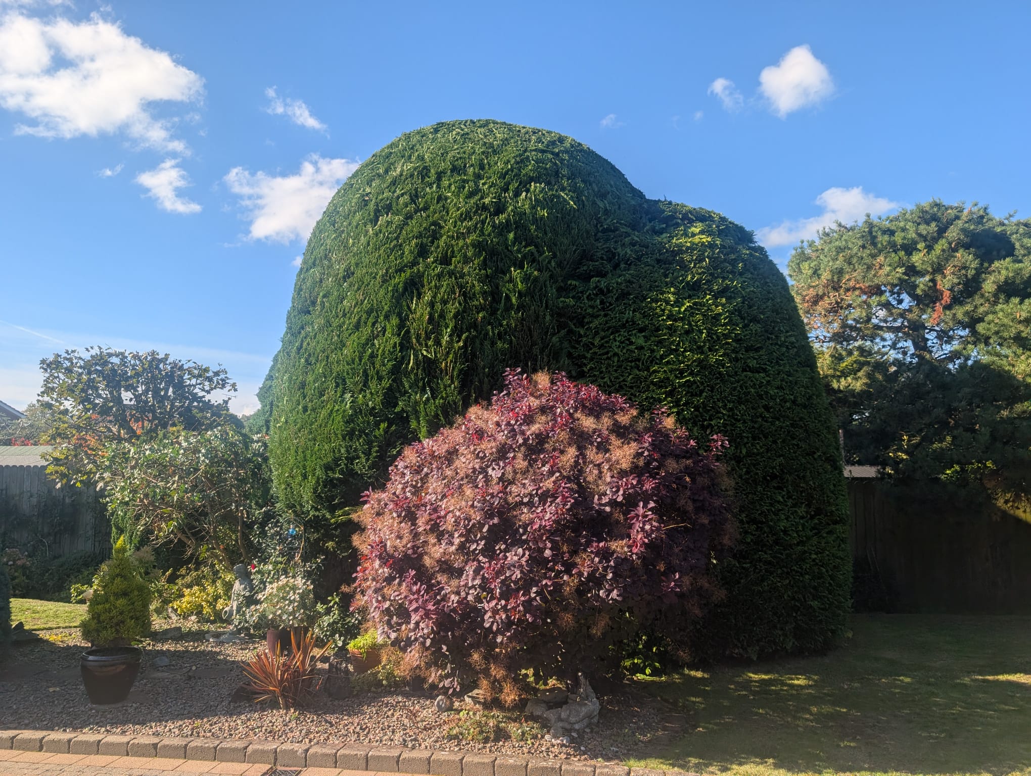 Neat hedge after professional trimming