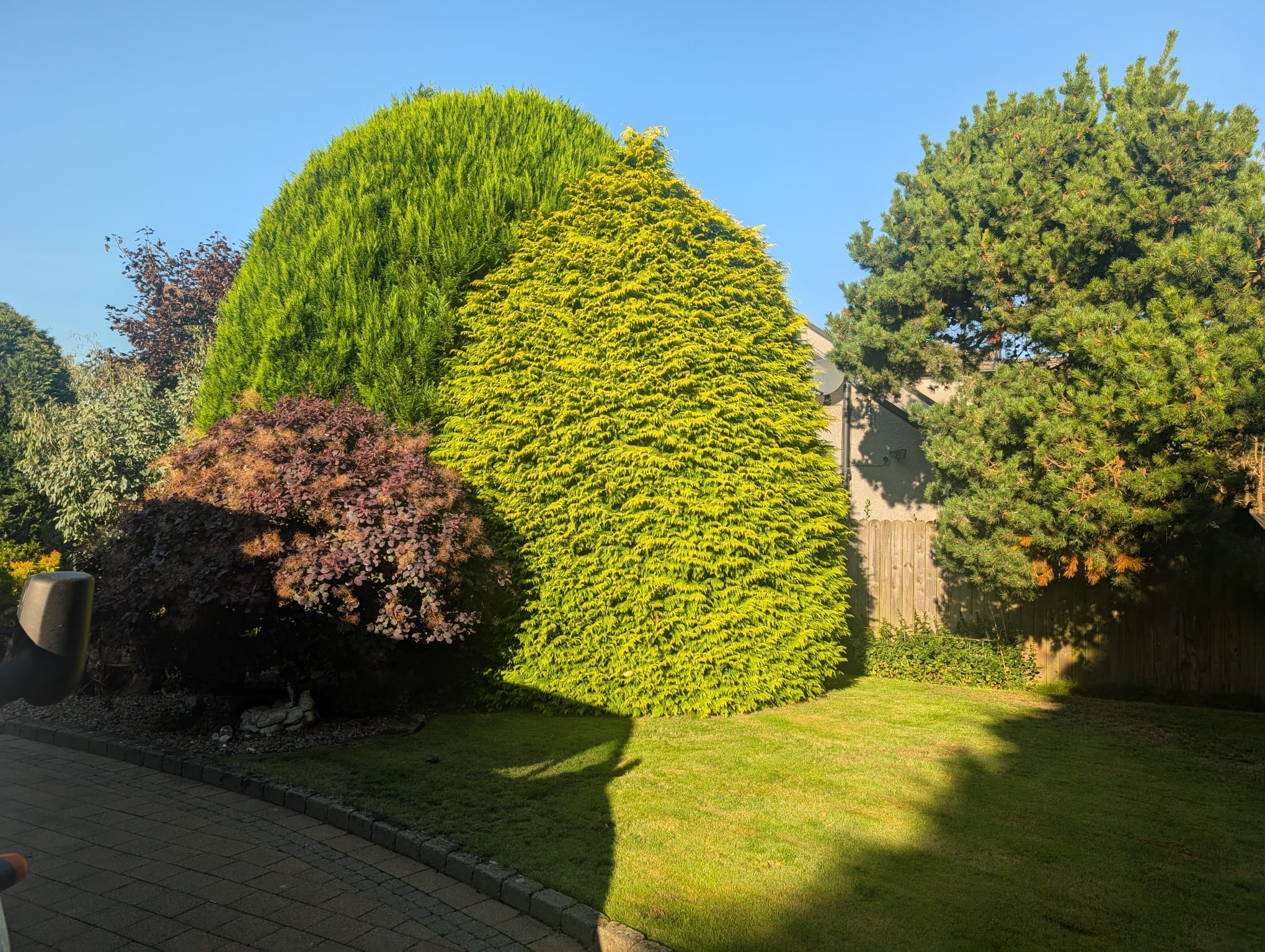 Overgrown hedge before trimming