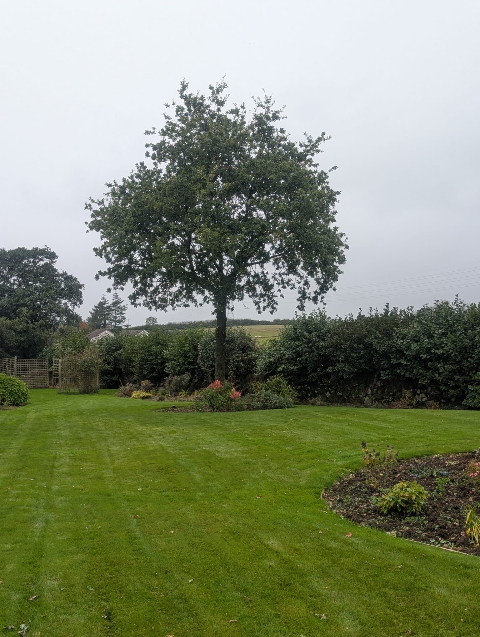 Tree after professional pruning