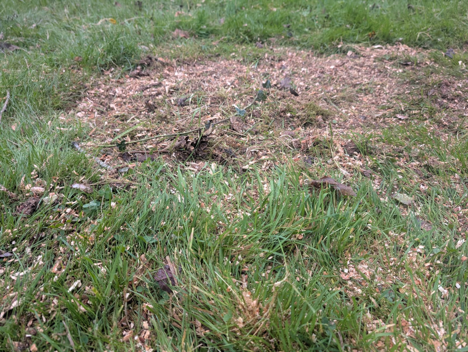 Clean landscape after stump removal