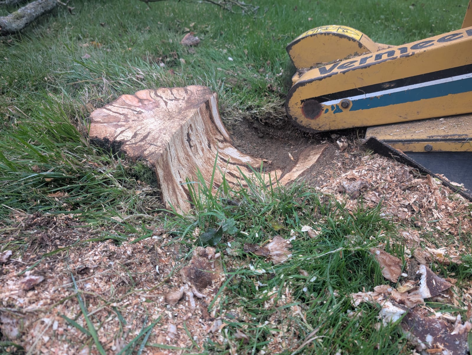 Stump before grinding