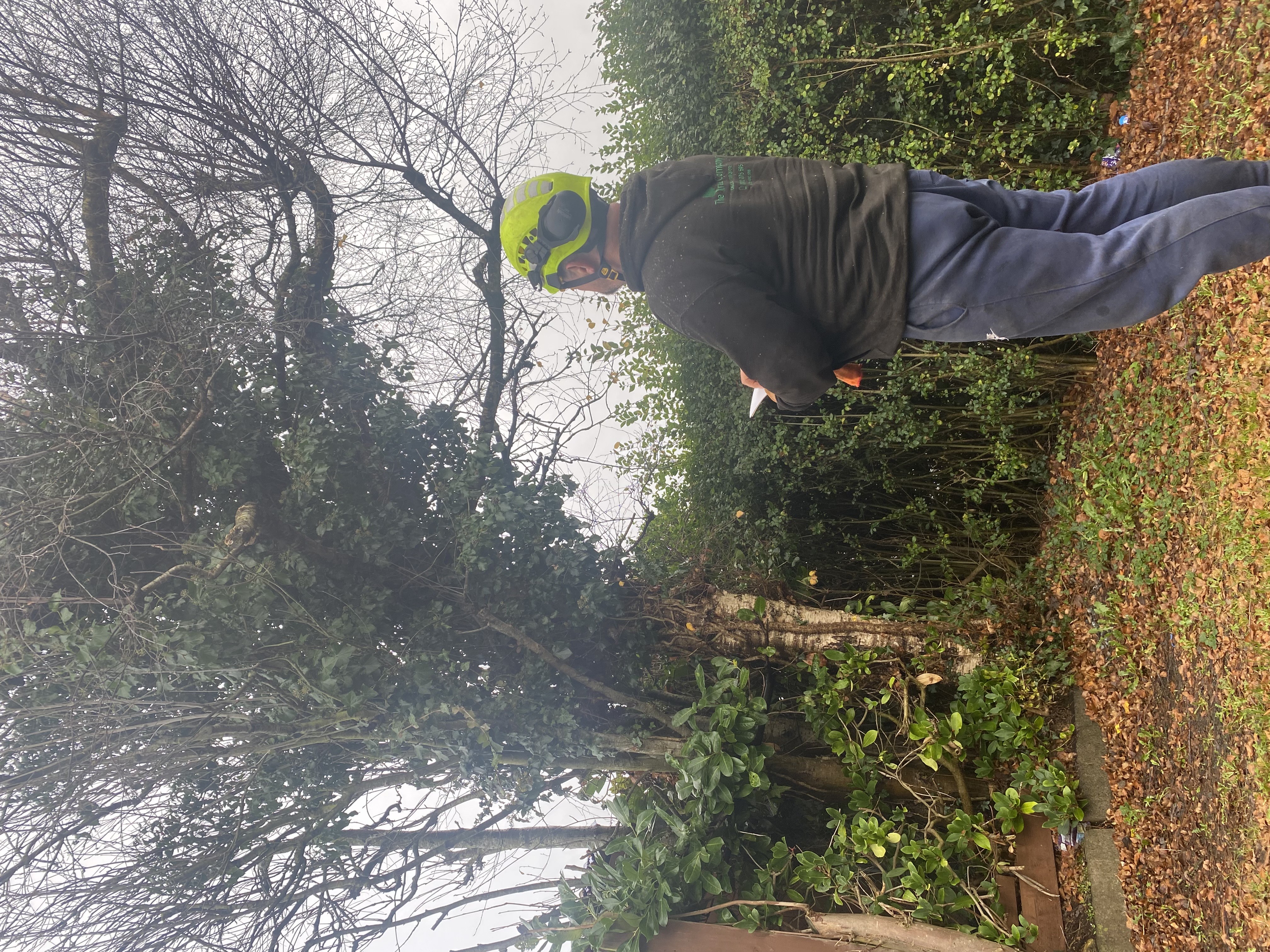 Professional tree survey and assessment