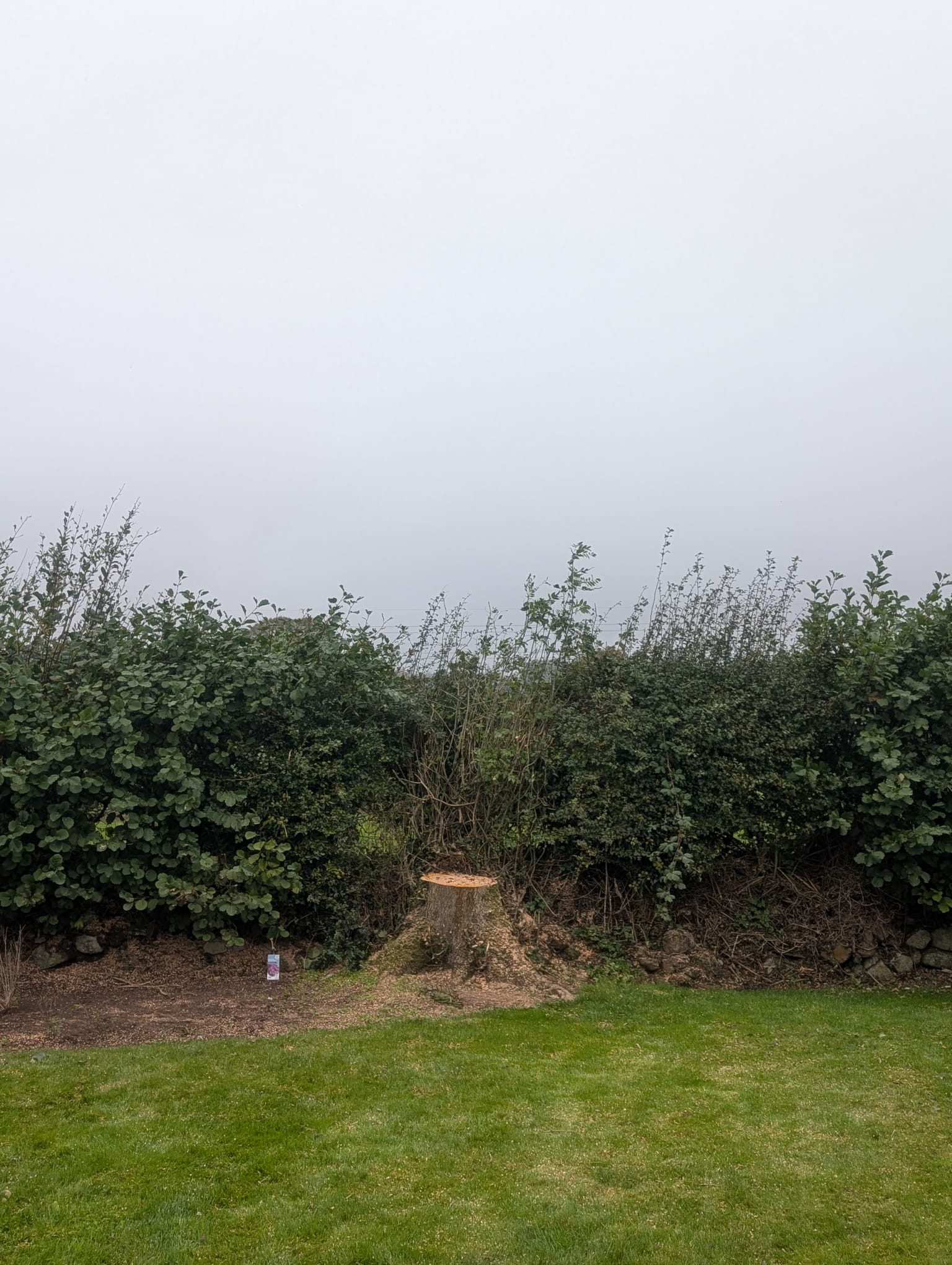 Property after tree removal