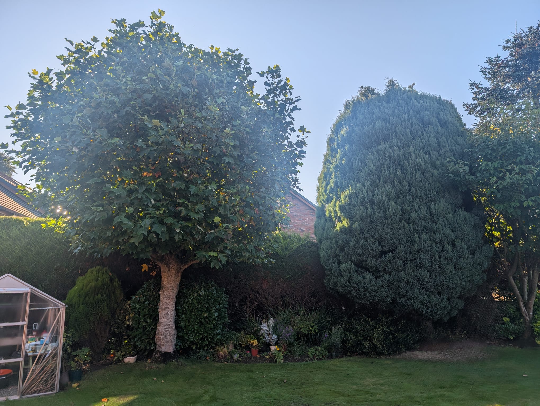 Garden before tree pruning and maintenance