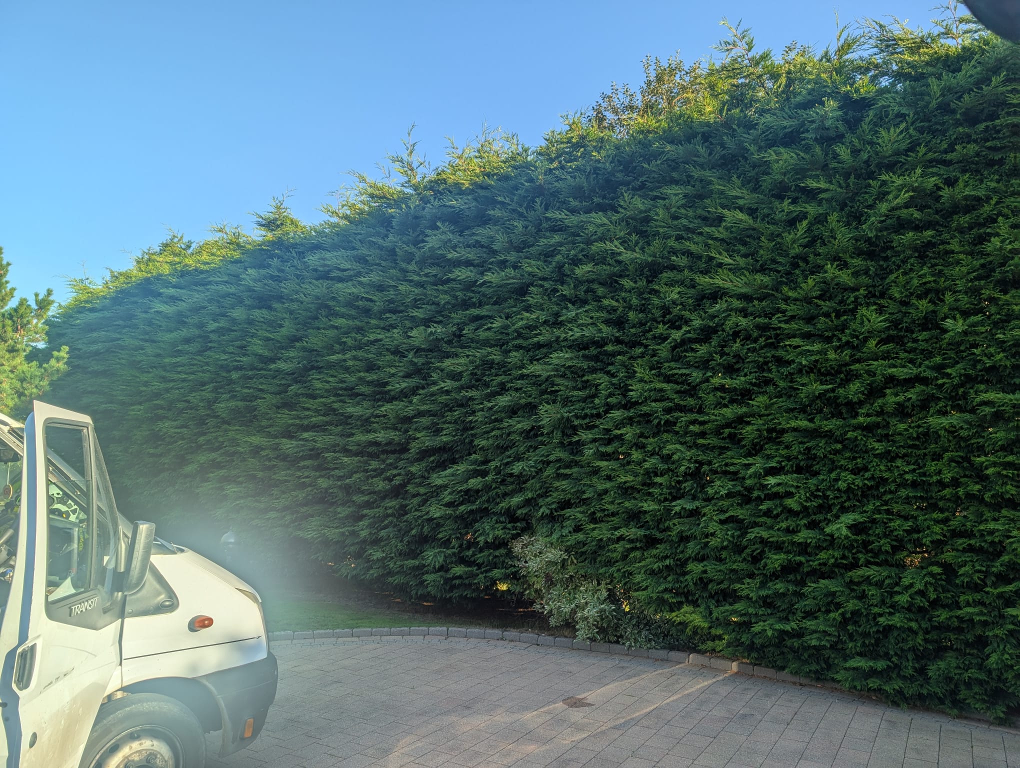 Untrimmed hedges before work