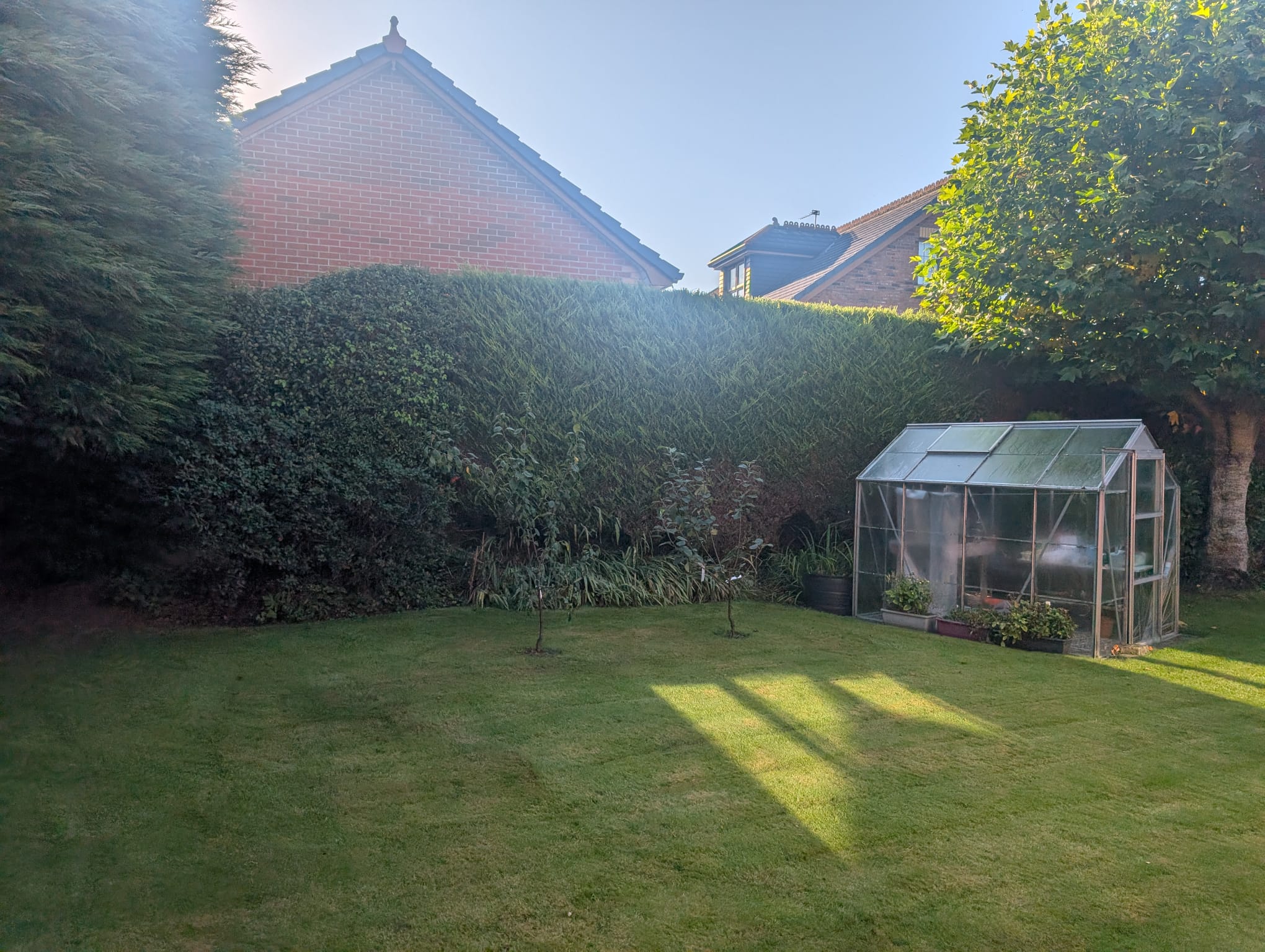 Overgrown garden area before