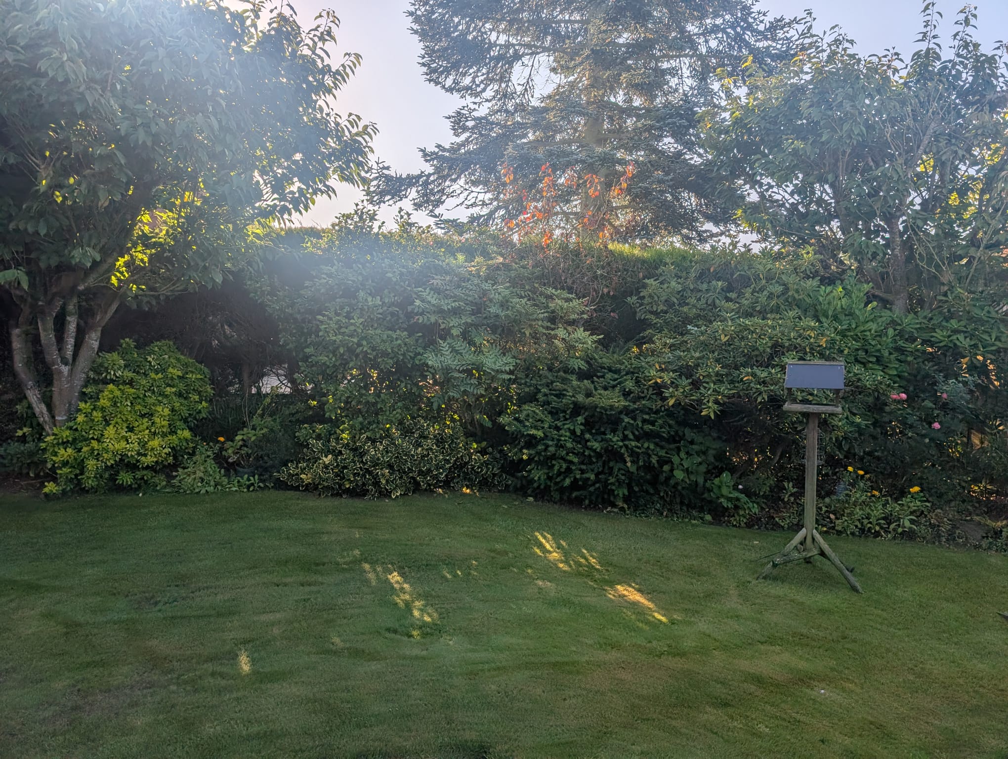 Garden needing maintenance before